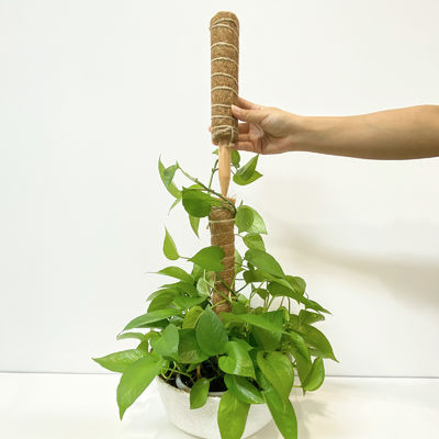 Поддержка растений Кокосовая палочка Кокосовая палочка Прочный скалолазный столб для виноградной лозы