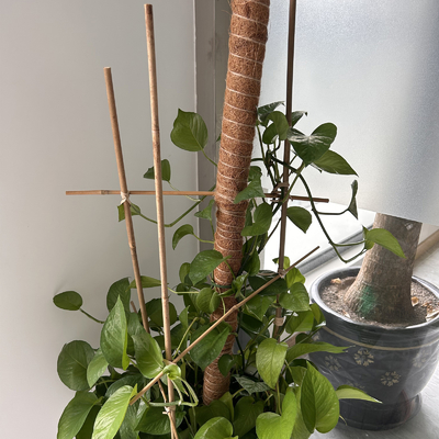поляки 10cm сырцовые бамбуковые