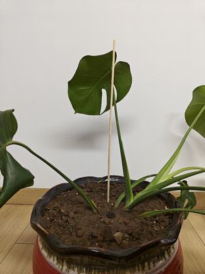 Поддержите рост вашего сада изящными и устойчивыми бамбуковыми цветочными палочками