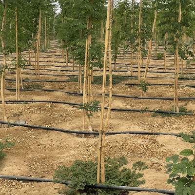 Экологически чистый, настраиваемый размер бамбуковый столб для поддержки садовых растений с антисептическим лечением