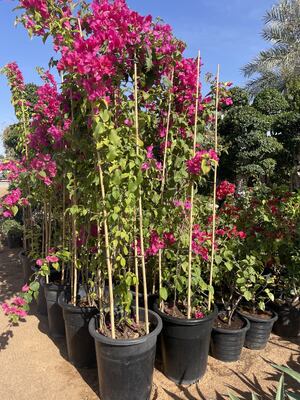 Садовые козыри, 18 дюймовые натуральные козыри из бамбука, козыри для поддержания растений с крутящимися галстуками, бамбуковые палочки для помидоров, бобов, цветов, горшечных растений, подъемных растений внутри и снаружи